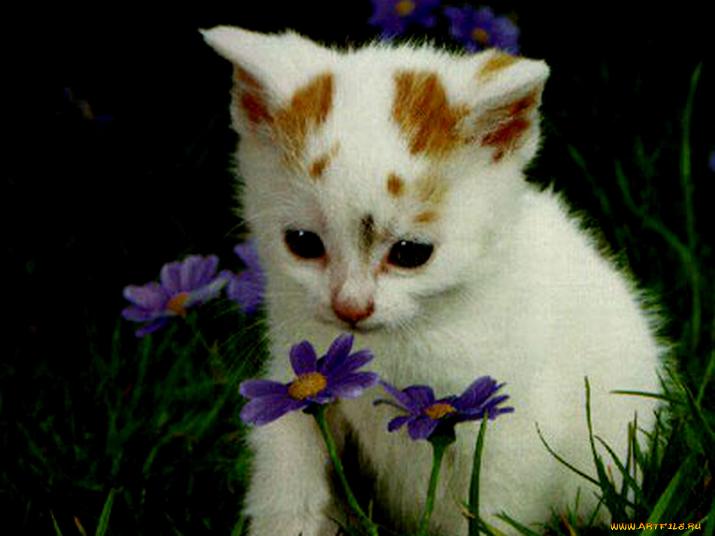 животные, коты