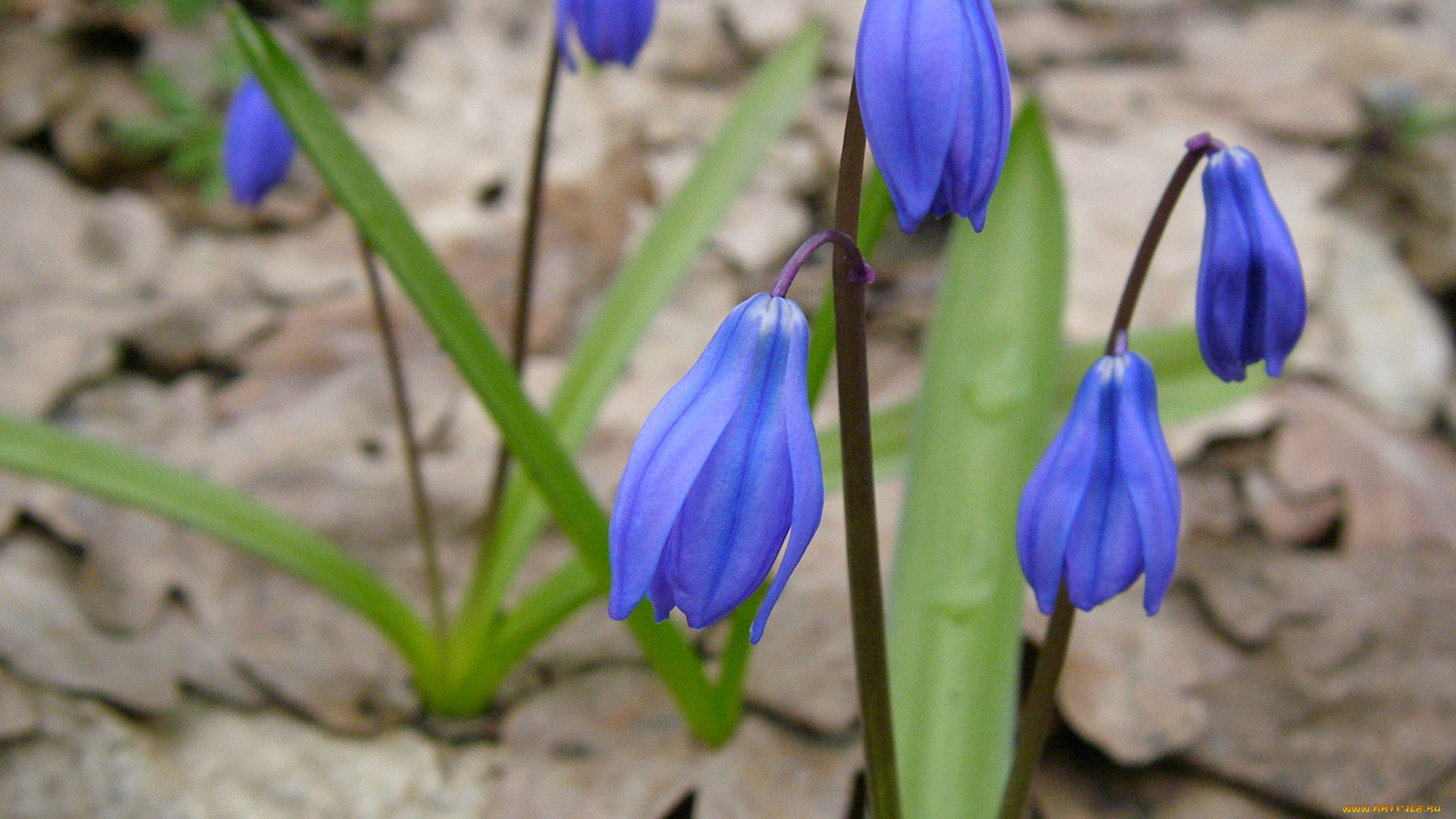 цветы, подснежники, белоцветник