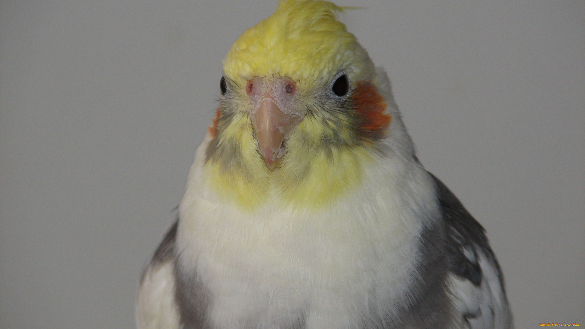 karolis, животные, попугаи