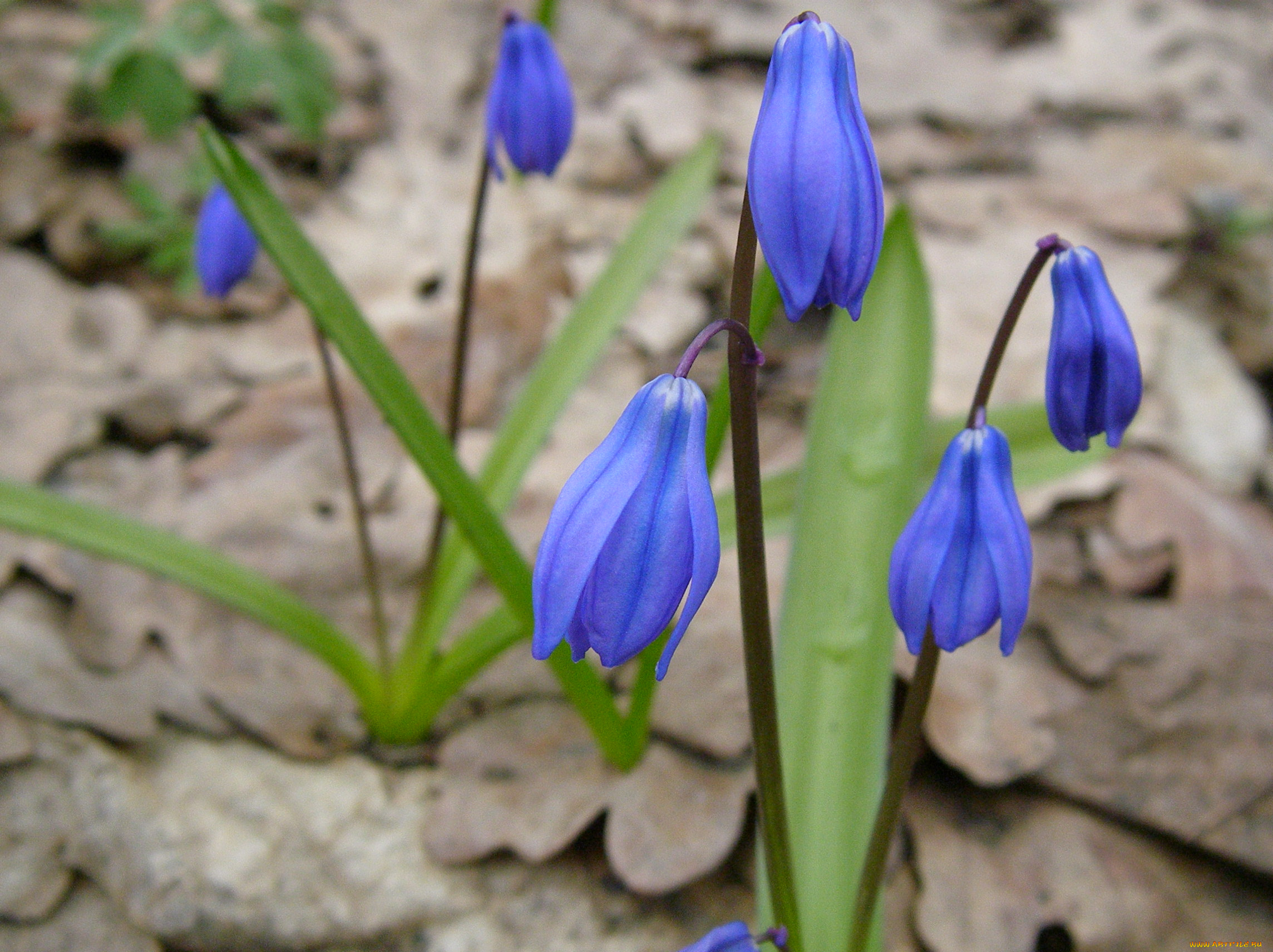 цветы, подснежники, белоцветник