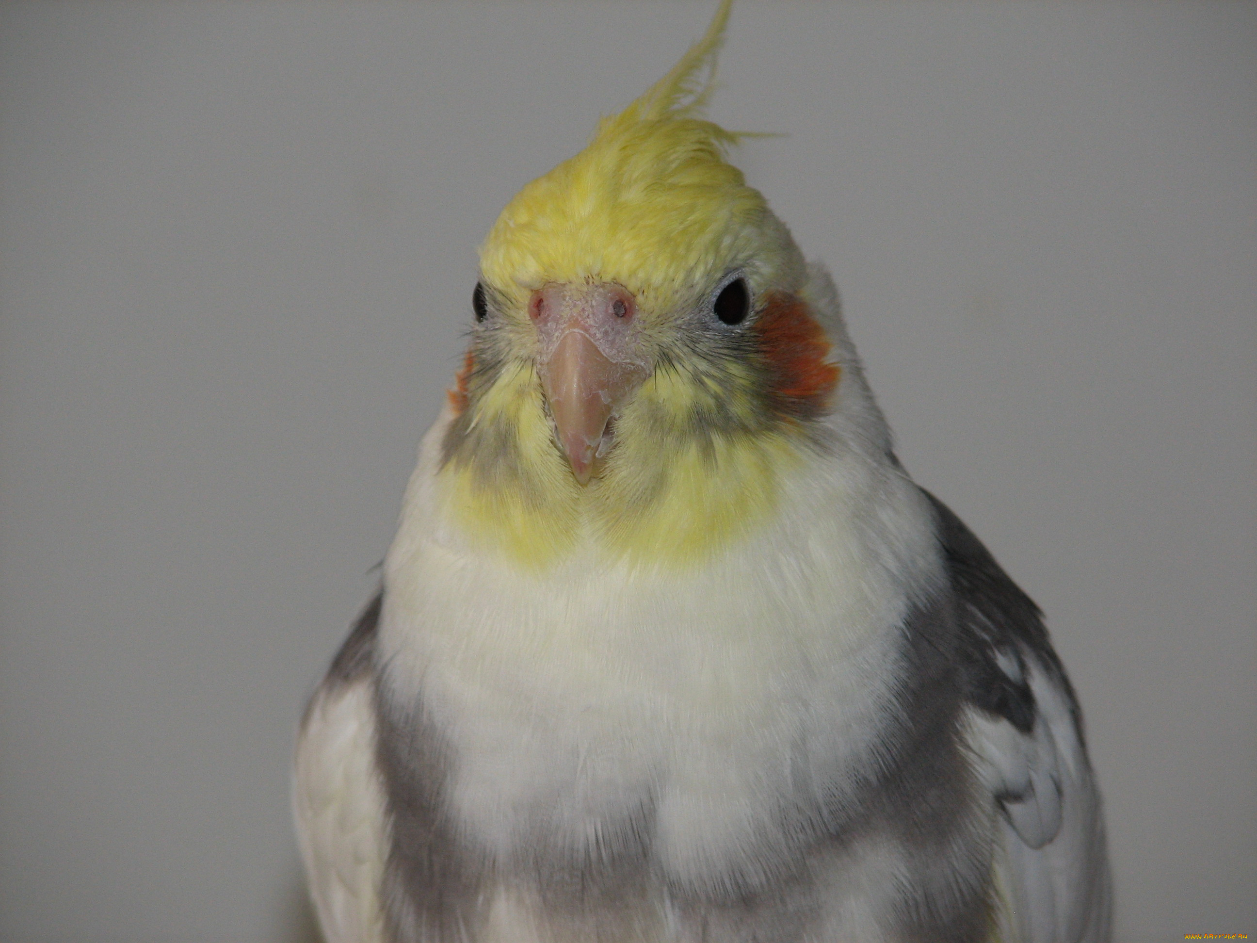 karolis, животные, попугаи