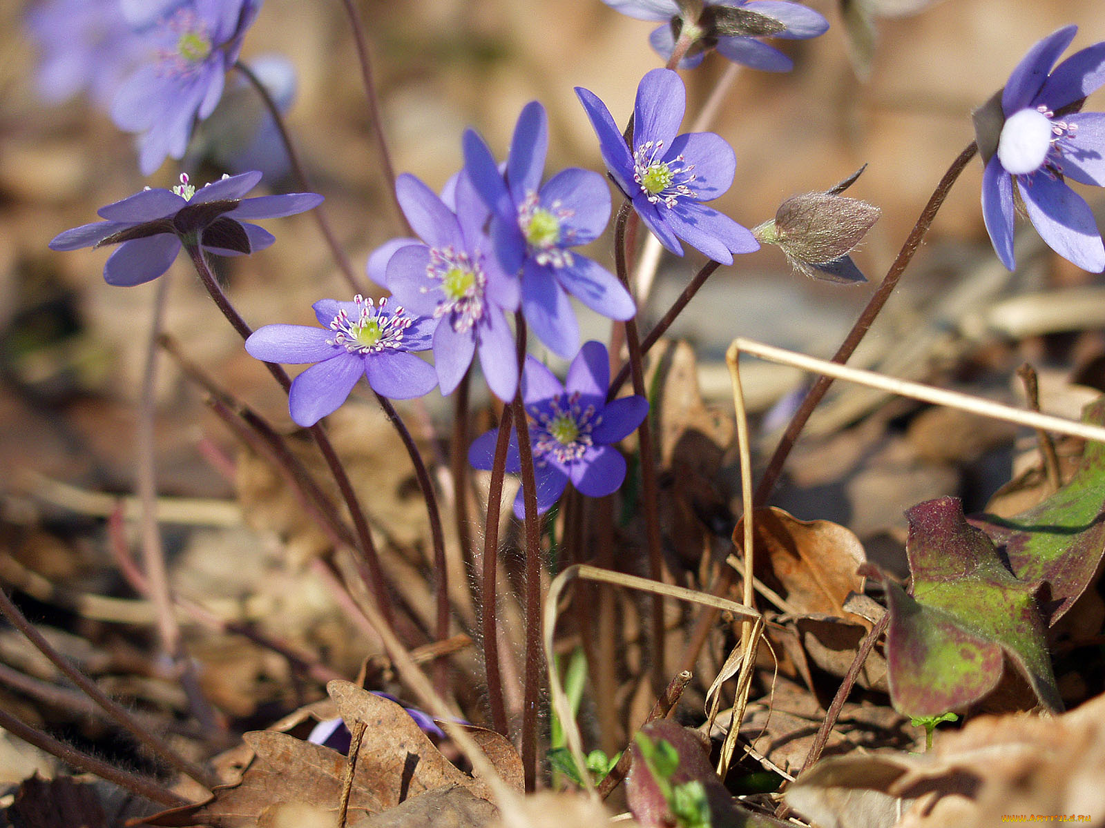 цветы, ветреницы, печёночницы