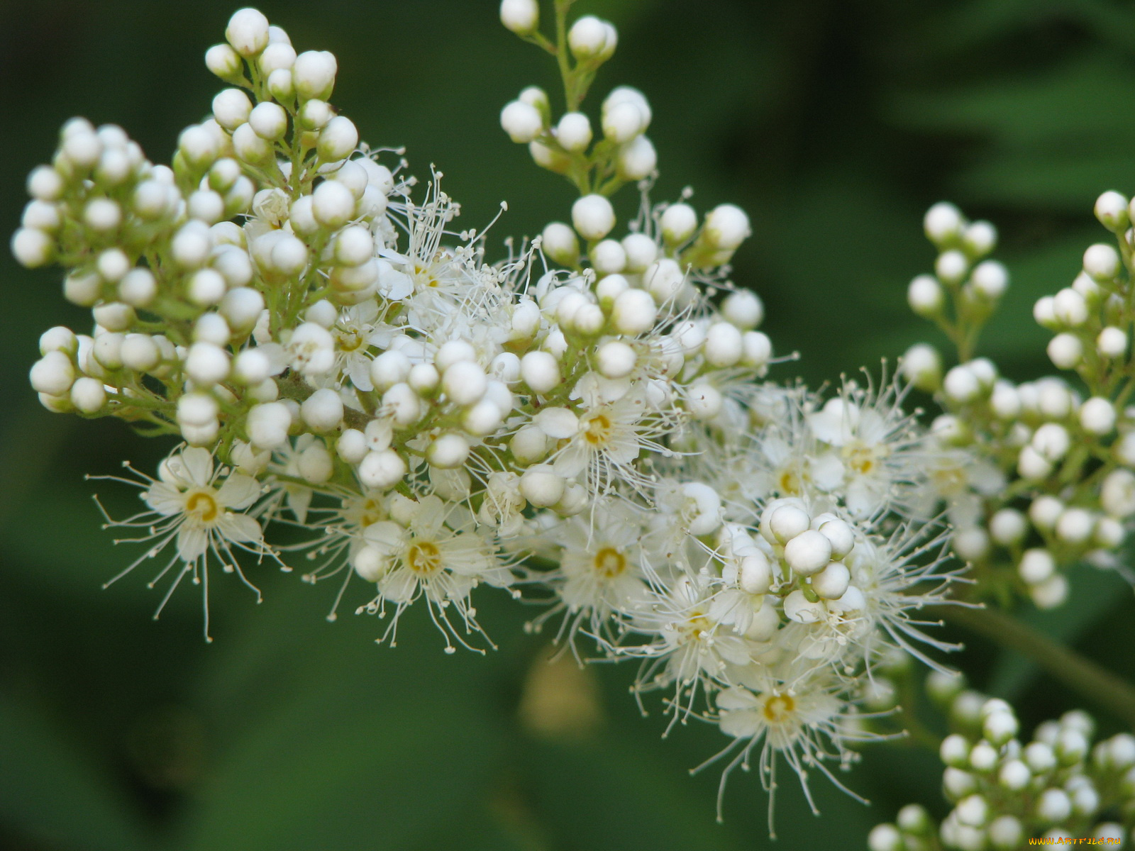 цветы, цветущие, деревья, кустарники