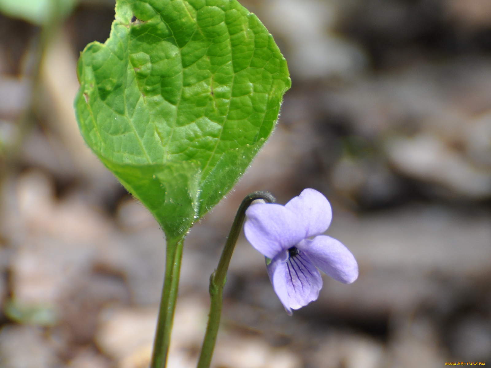 цветы, фиалки