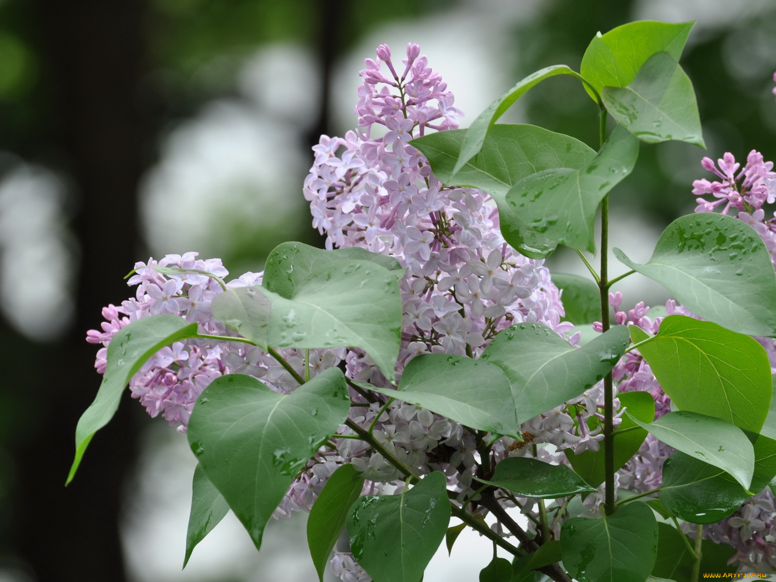 цветы, сирень
