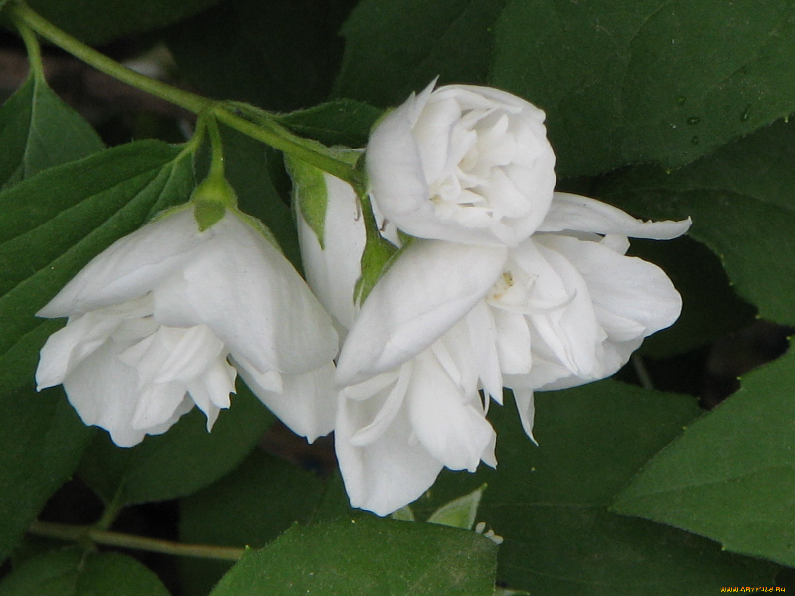 цветы, жасмин