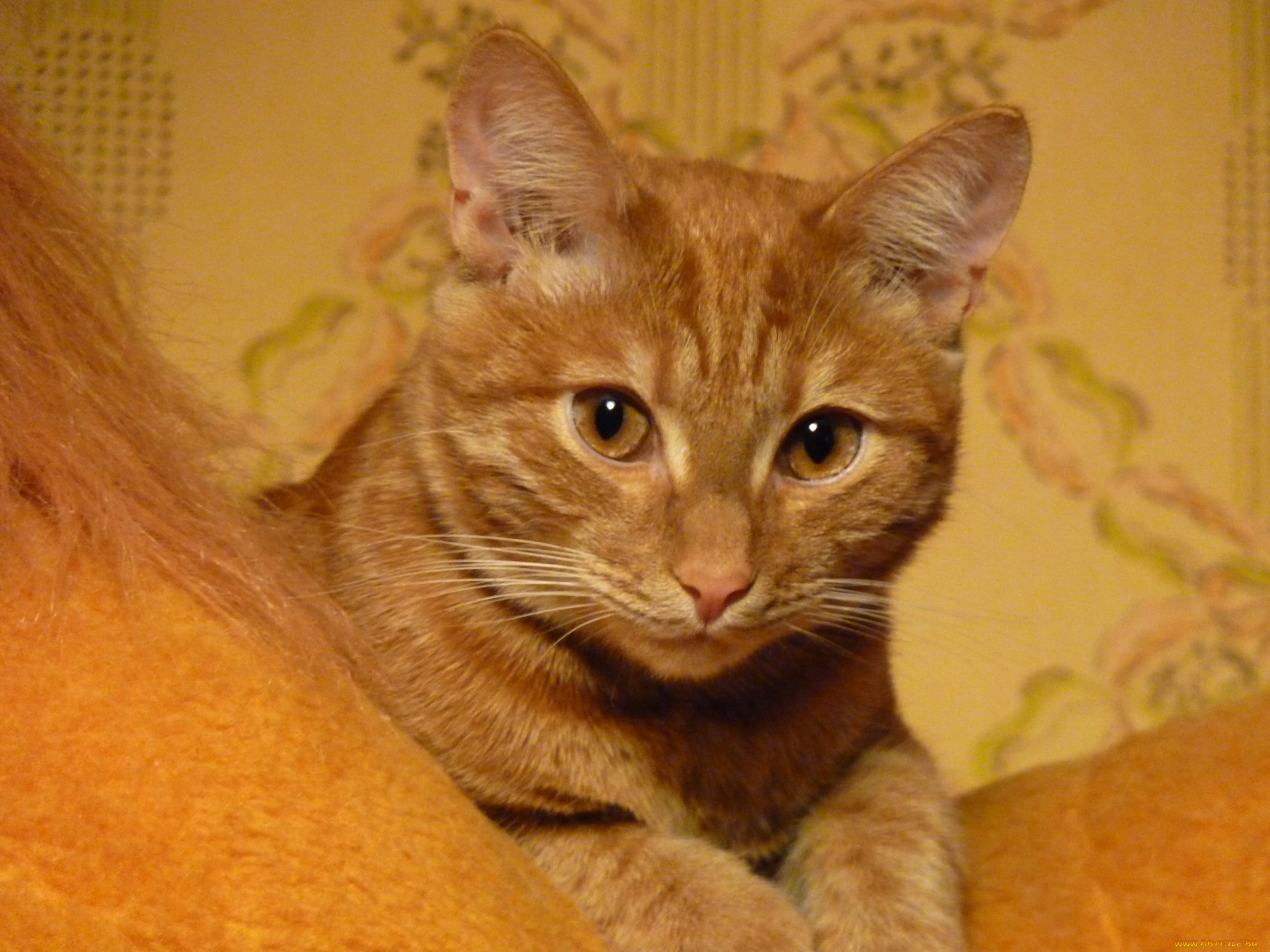 животные, коты