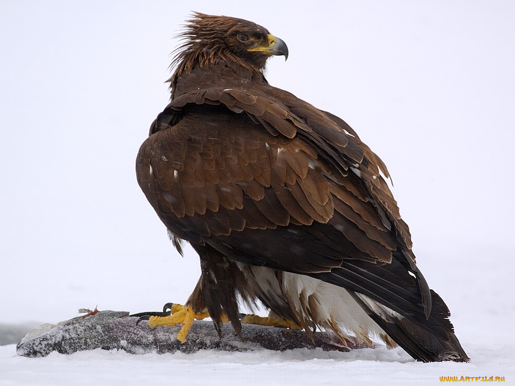 автор, игорь, шпиленок, беркут, животные, птицы, хищники