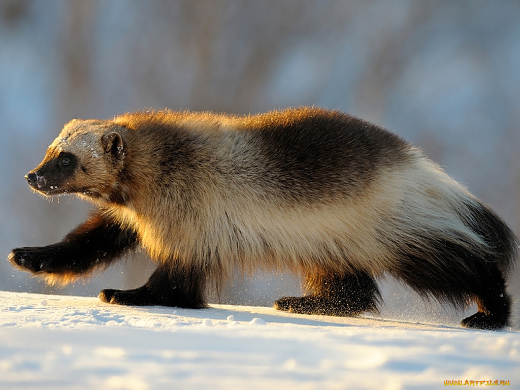 автор, игорь, шпиленок, животные, росомахи