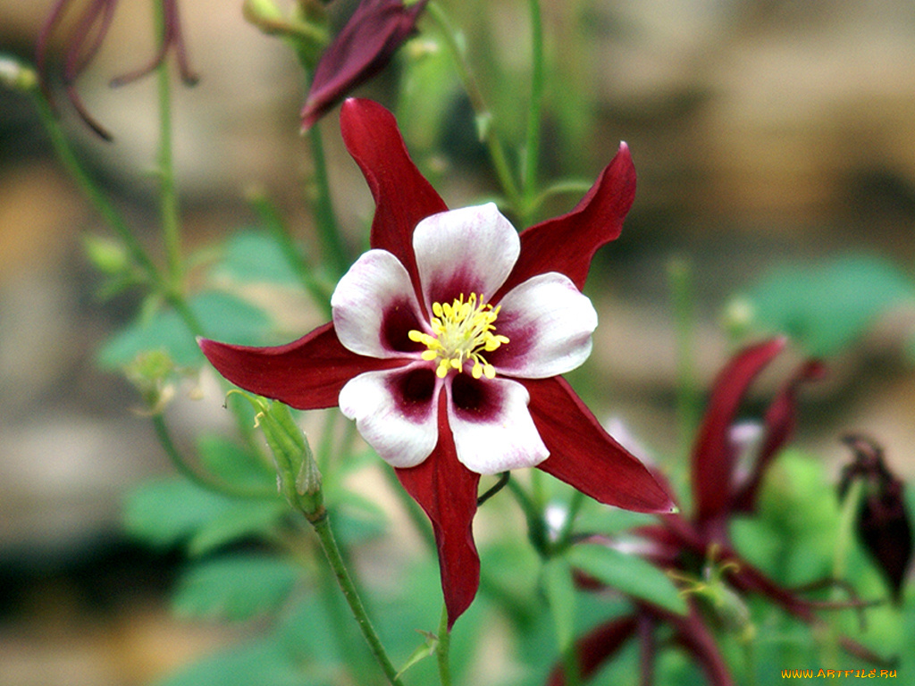 цветы, аквилегия, водосбор