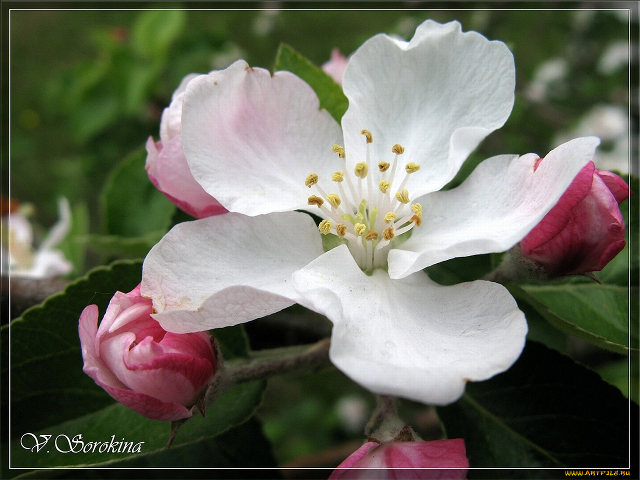 цветы, цветущие, деревья, кустарники