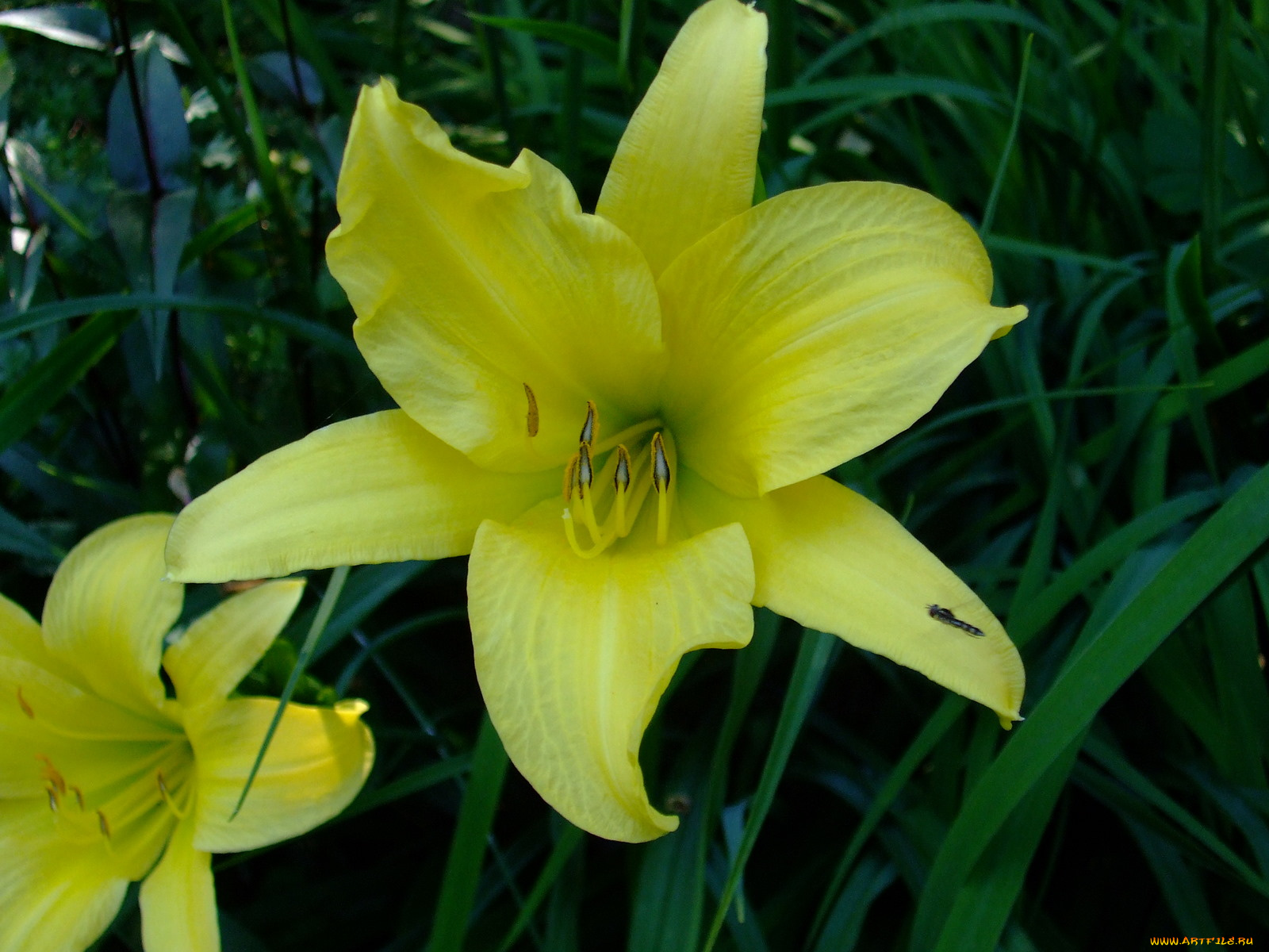 цветы, лилии, лилейники