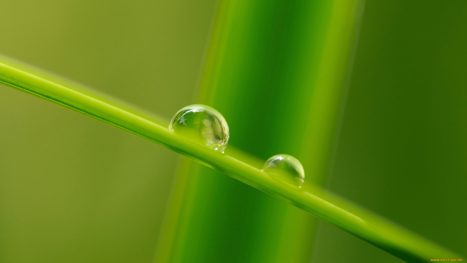 природа, макро