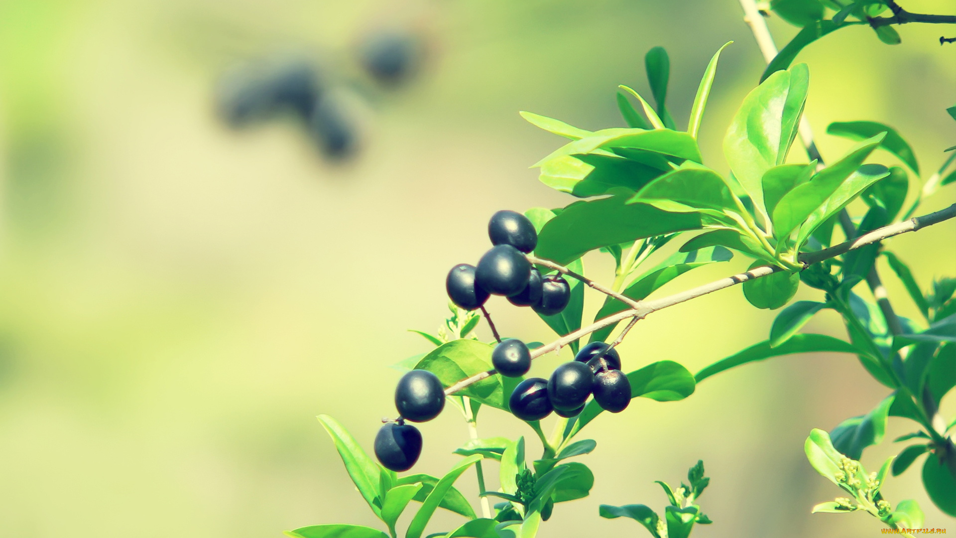 природа, Ягоды