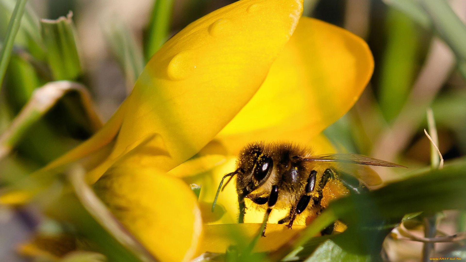 животные, пчелы, осы, шмели