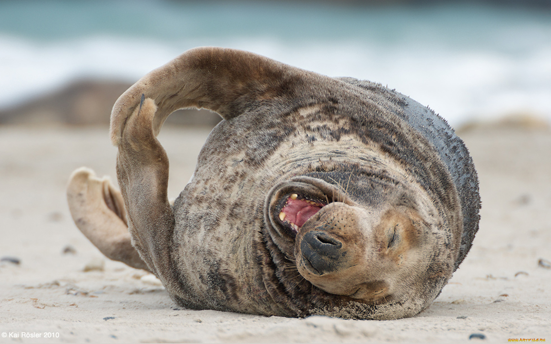 животные, тюлени, морские, львы, котики
