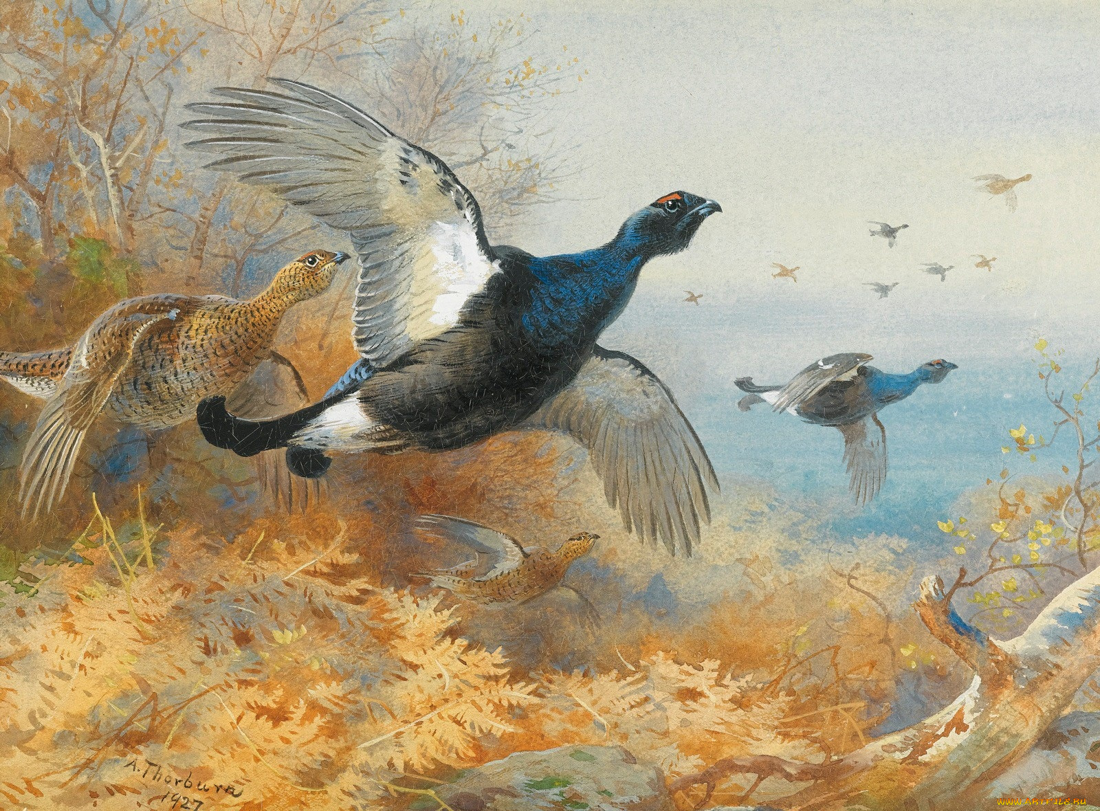 рисованные, archibald, thorburn