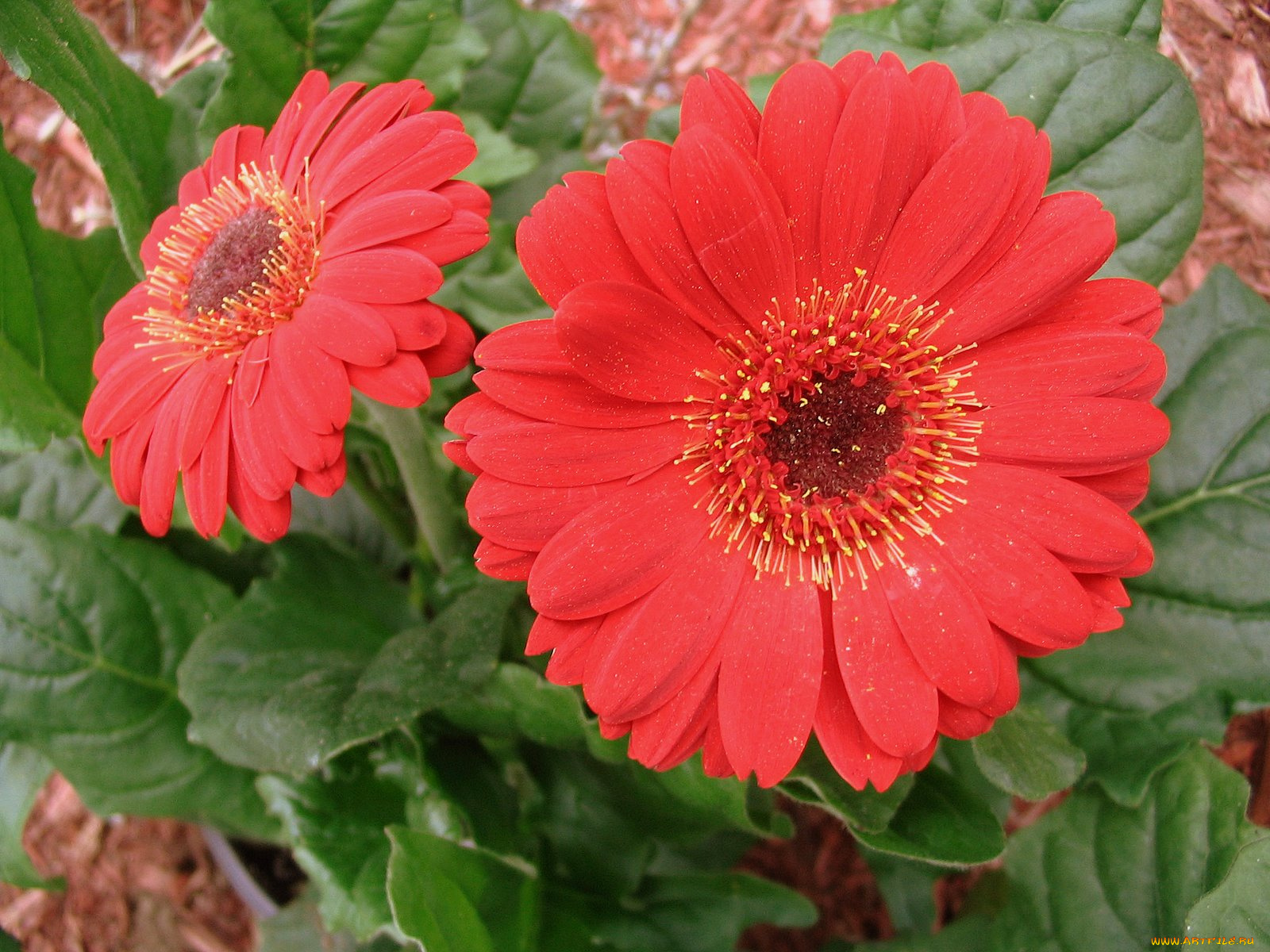 цветы, герберы, красный