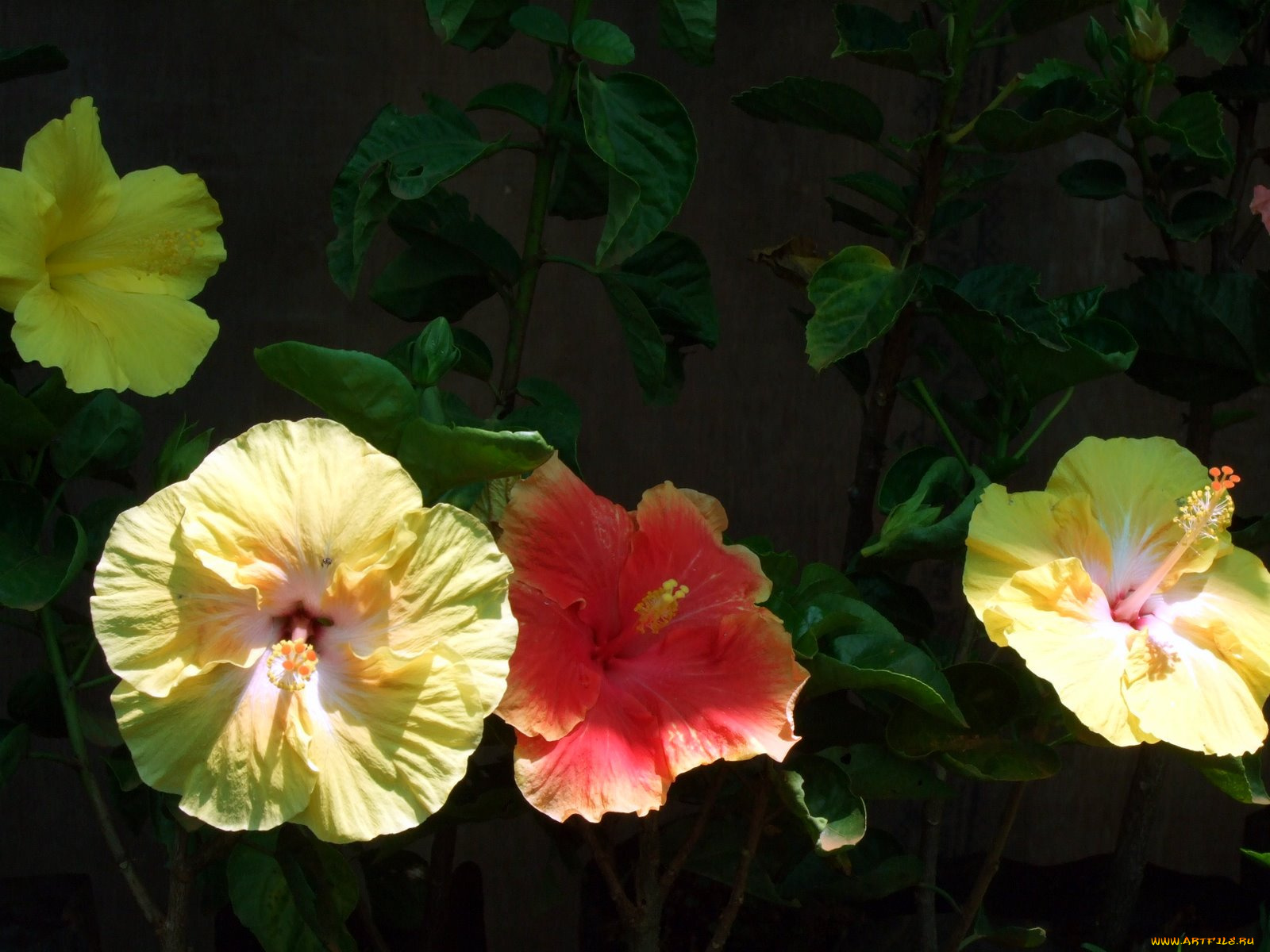 цветы, гибискусы, желтый, темный