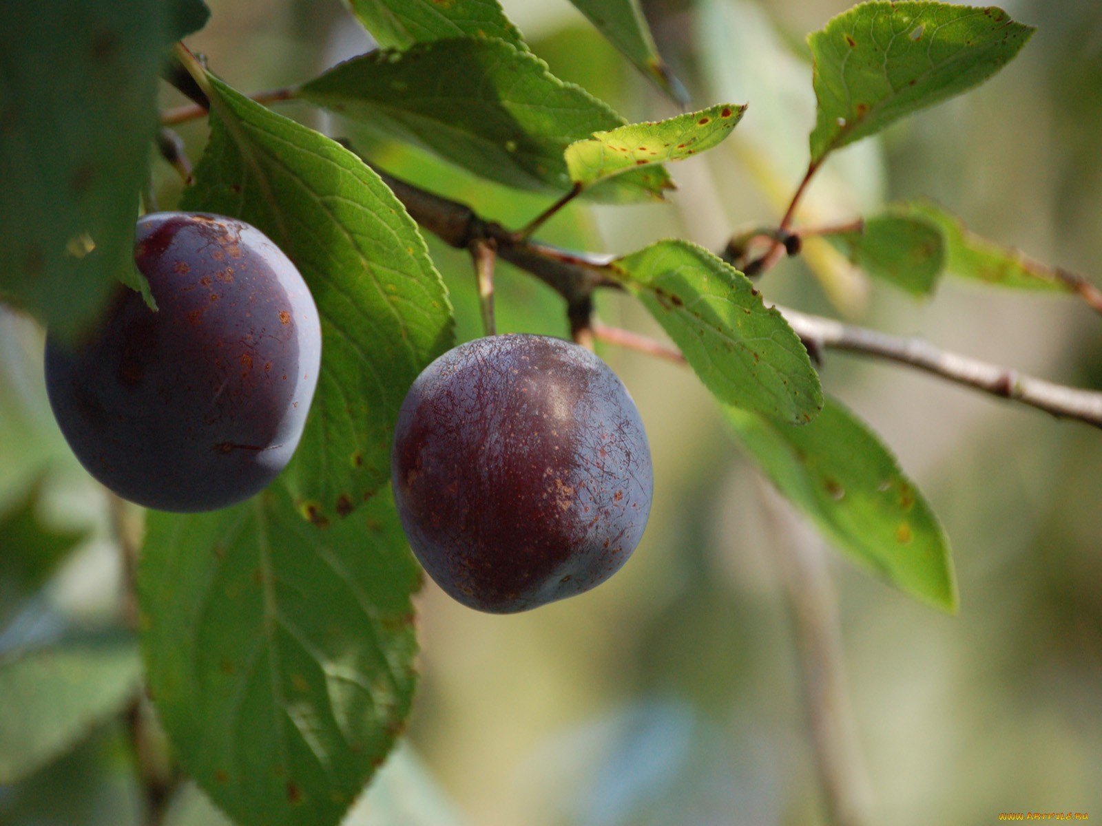 природа, плоды, ветка, слива