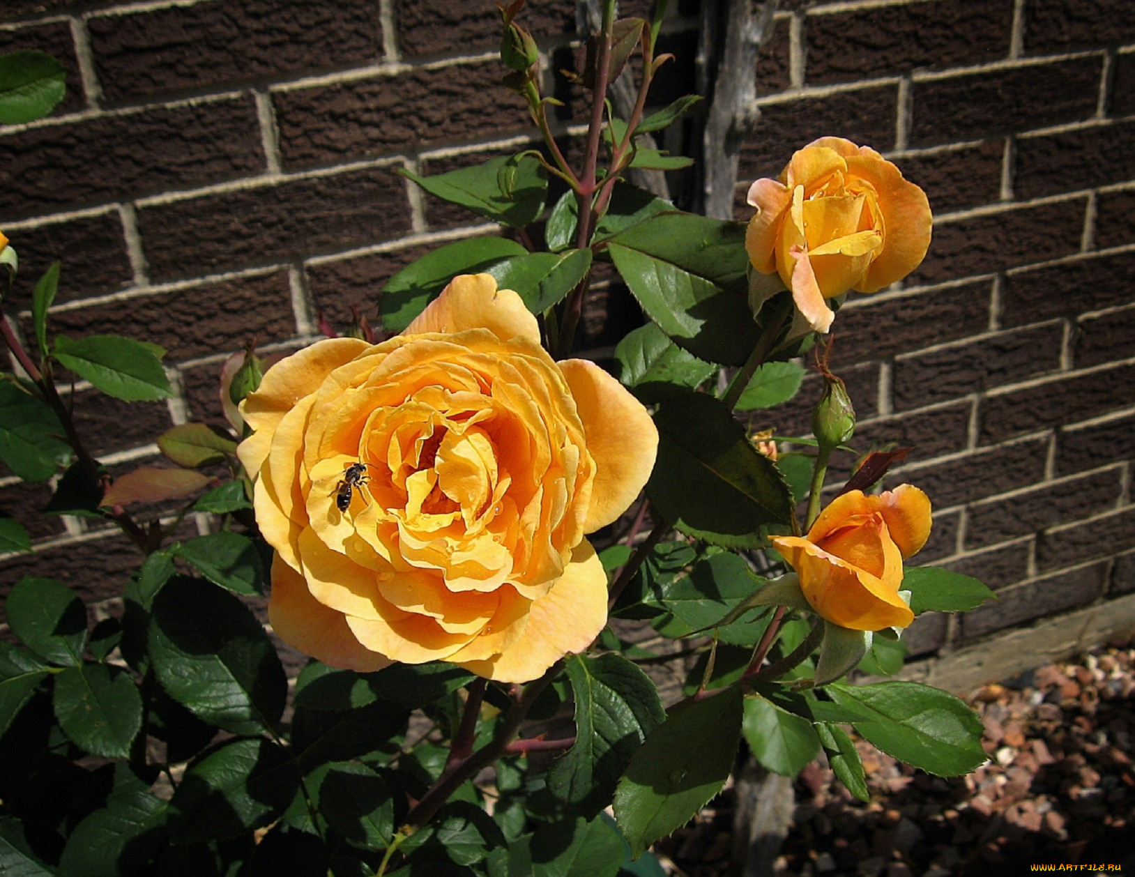 цветы, розы