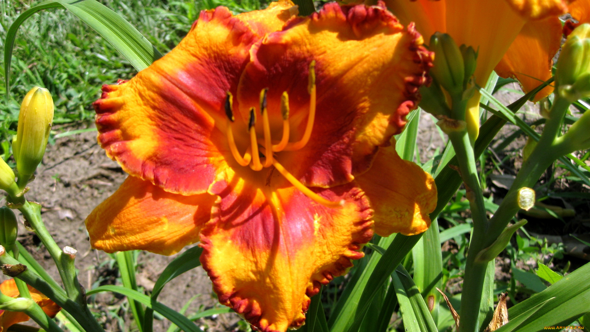 цветы, лилии, лилейники