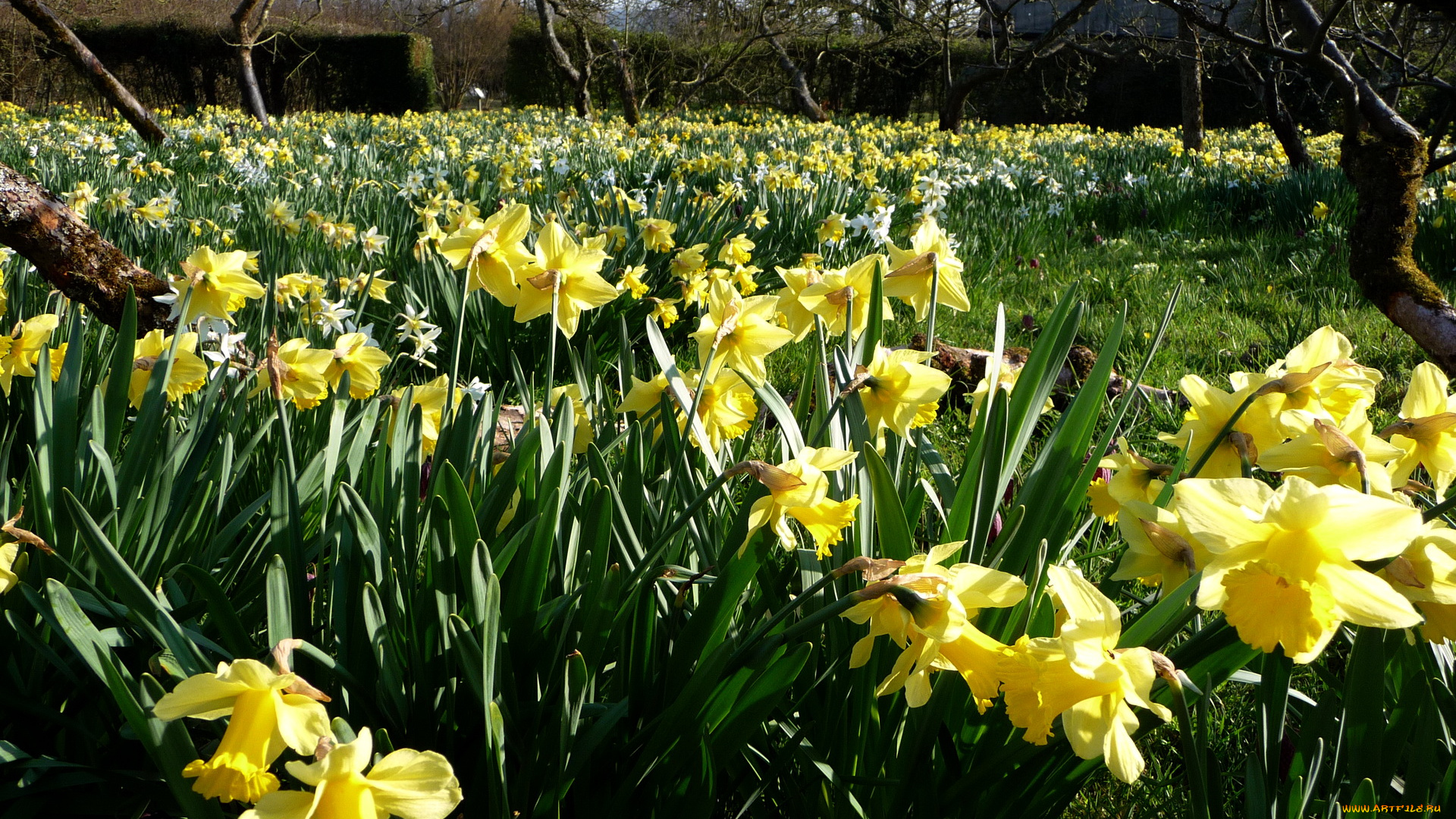 цветы, нарциссы