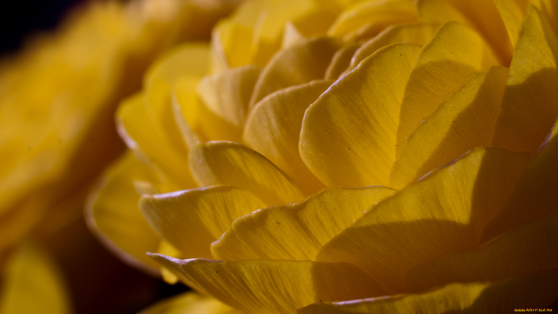 цветы, ранункулюс, азиатский, лютик, обои, лепестки, макро