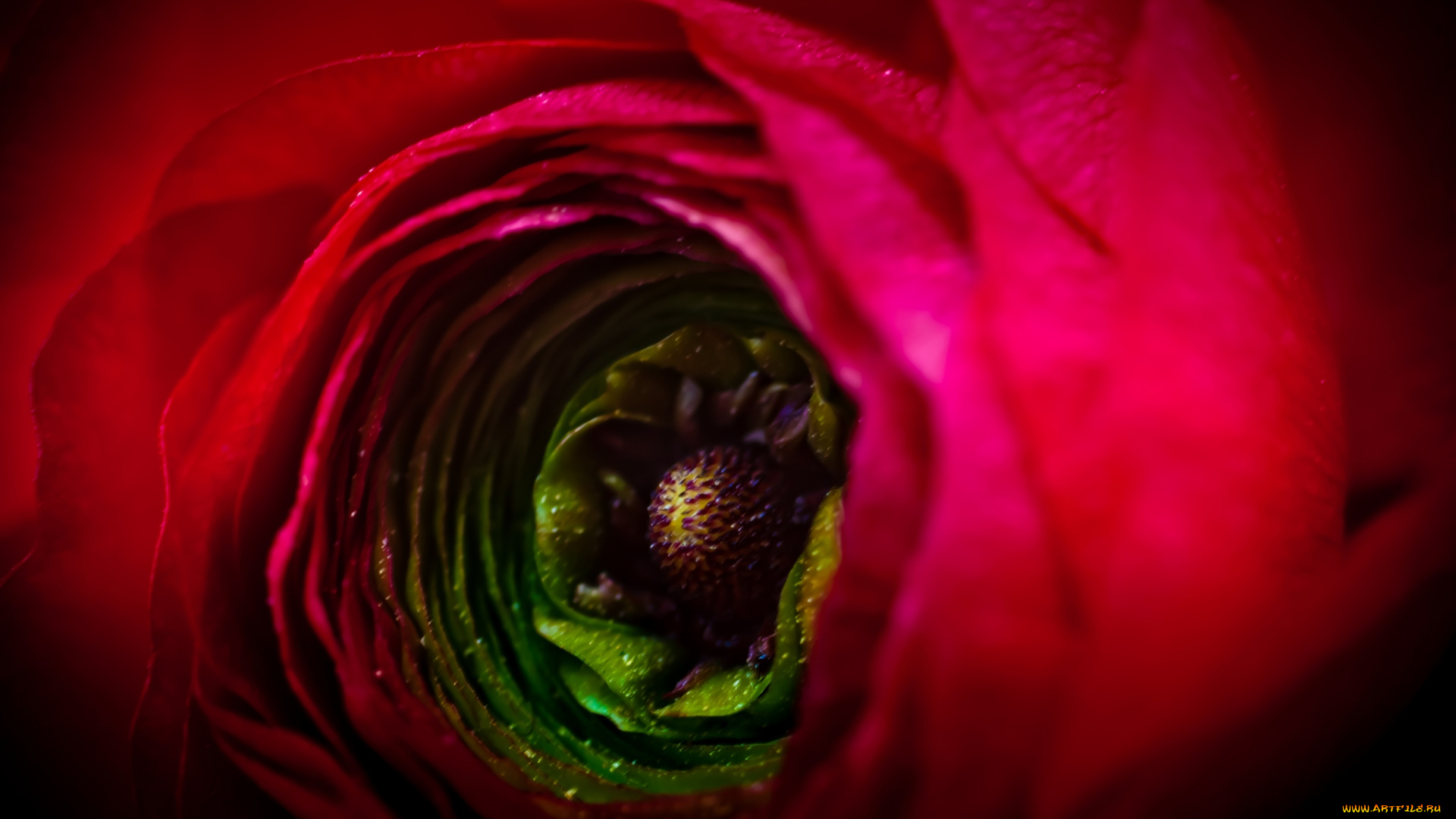 цветы, ранункулюс, азиатский, лютик, весна, обои, макро