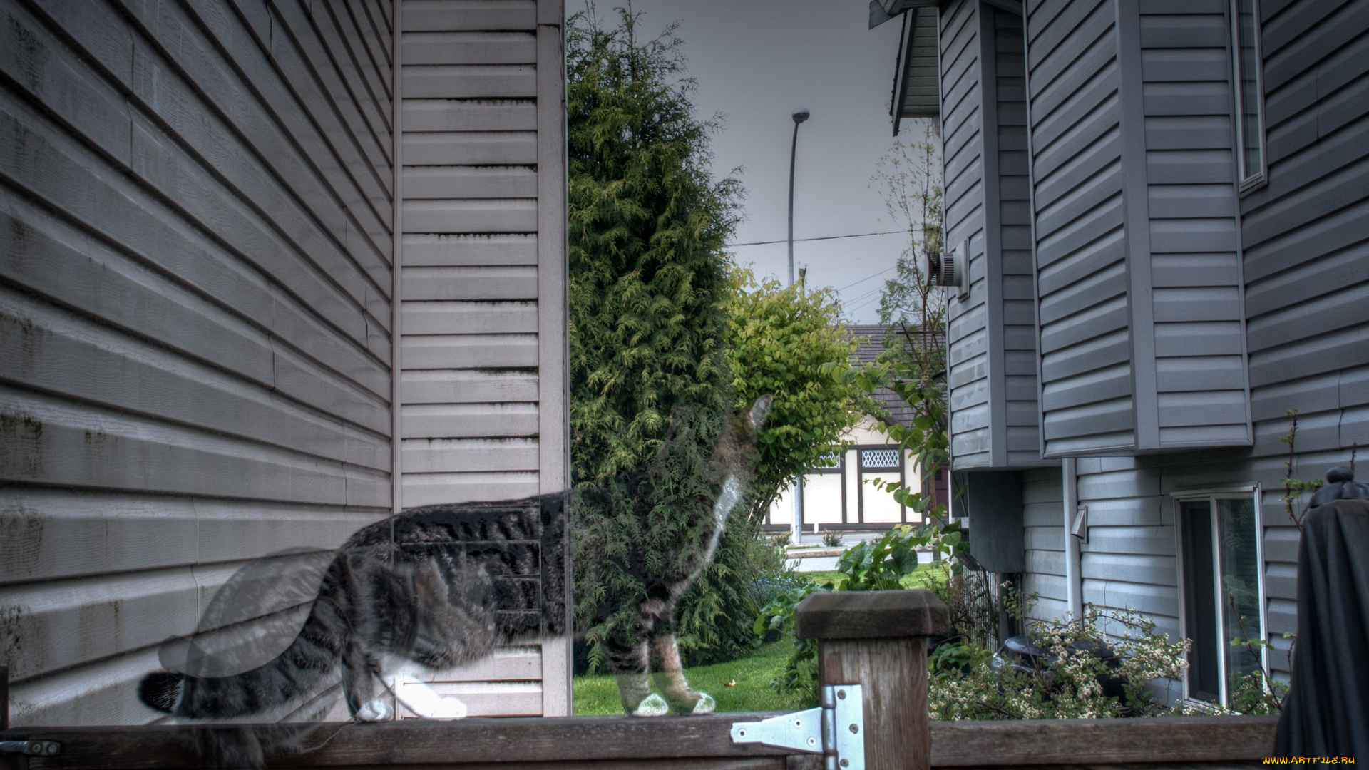 разное, компьютерный, дизайн, кошка