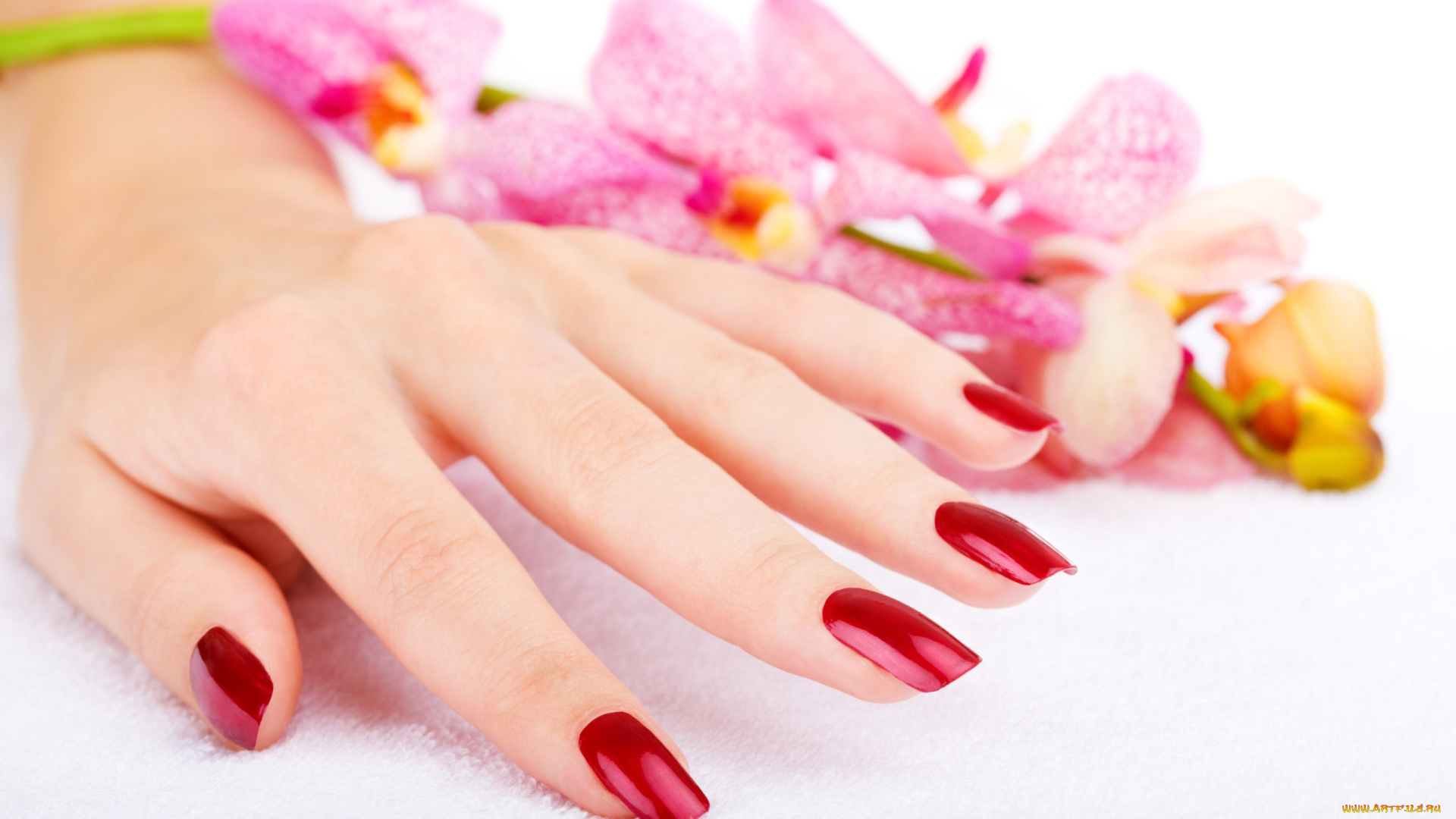 разное, руки, орхидеи, рука, маникюр