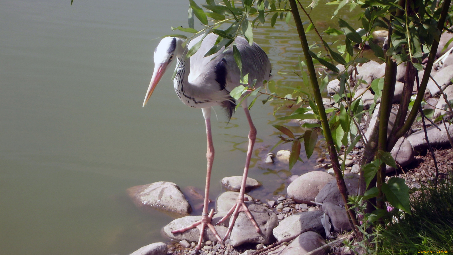 роев, ручей, животные, цапли, зоопарк, камни, пруд
