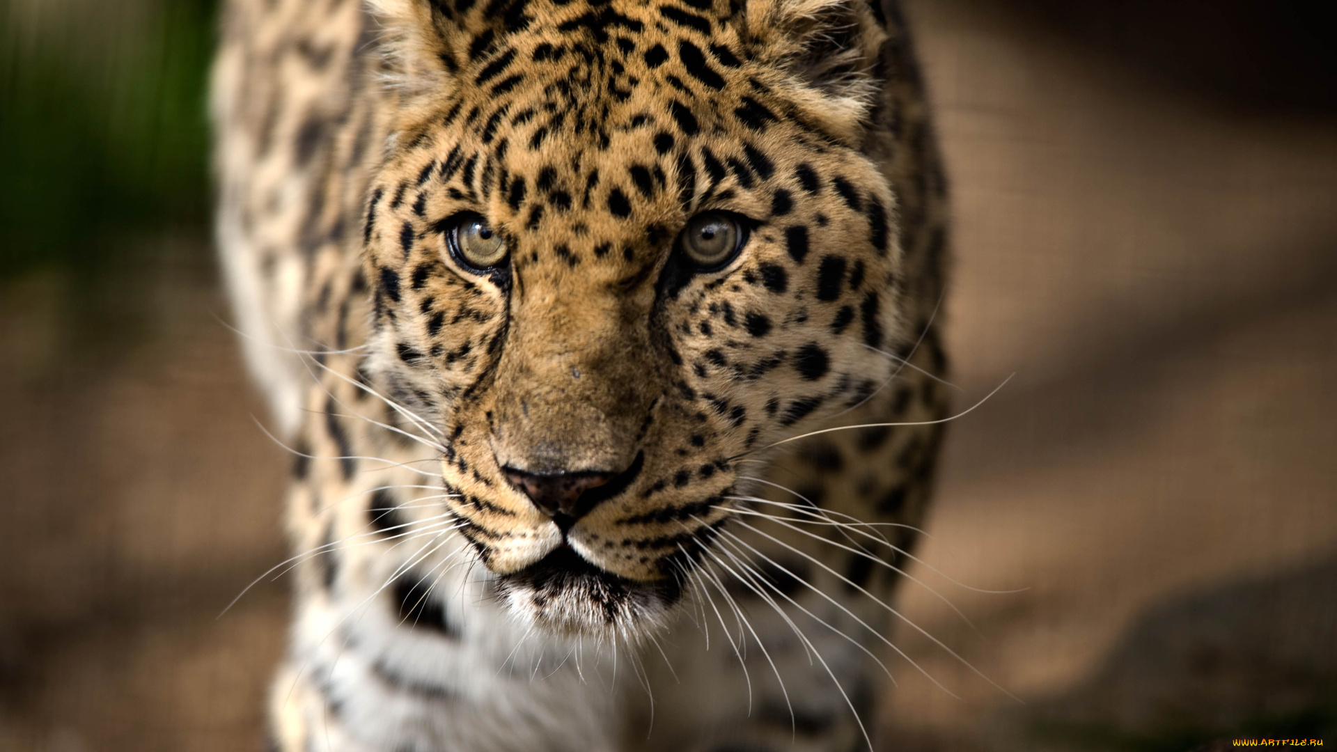 животные, леопарды, хищник, морда