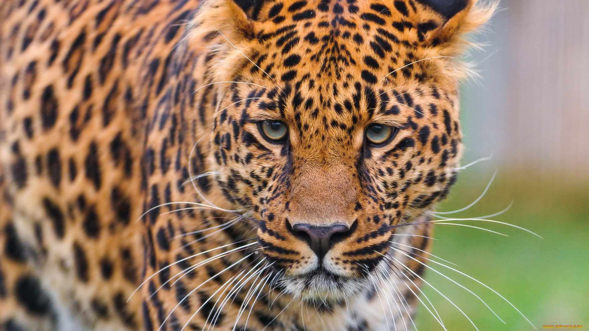 животные, леопарды, морда, леопард, смотрит, стоит, усы