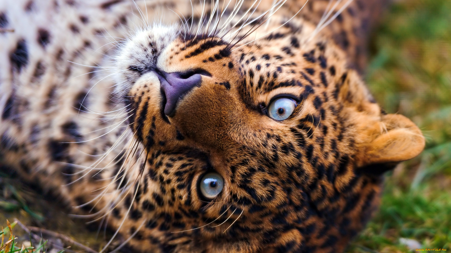 животные, леопарды, усы, морда, взгляд, лежит, трава, леопард