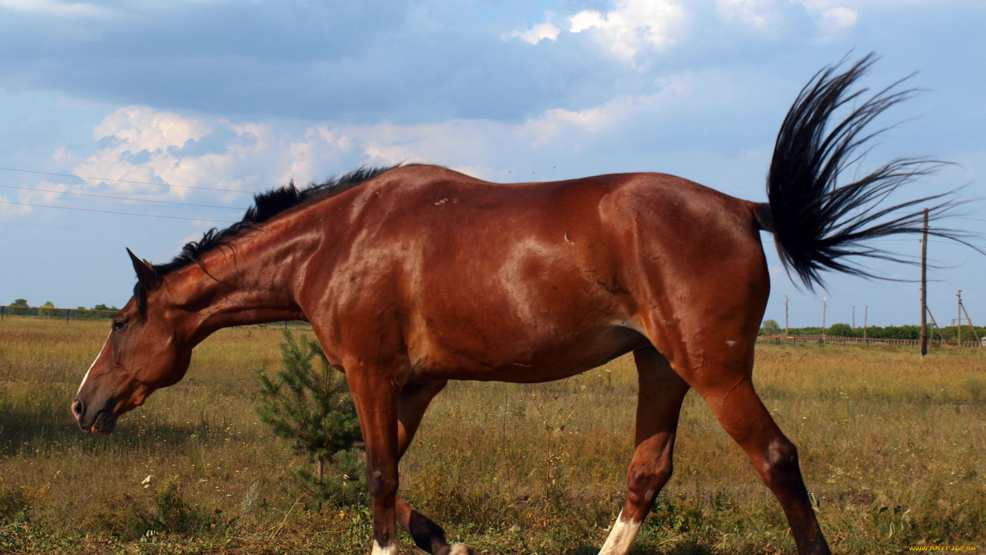 животные, лошади, кобыла, хвост