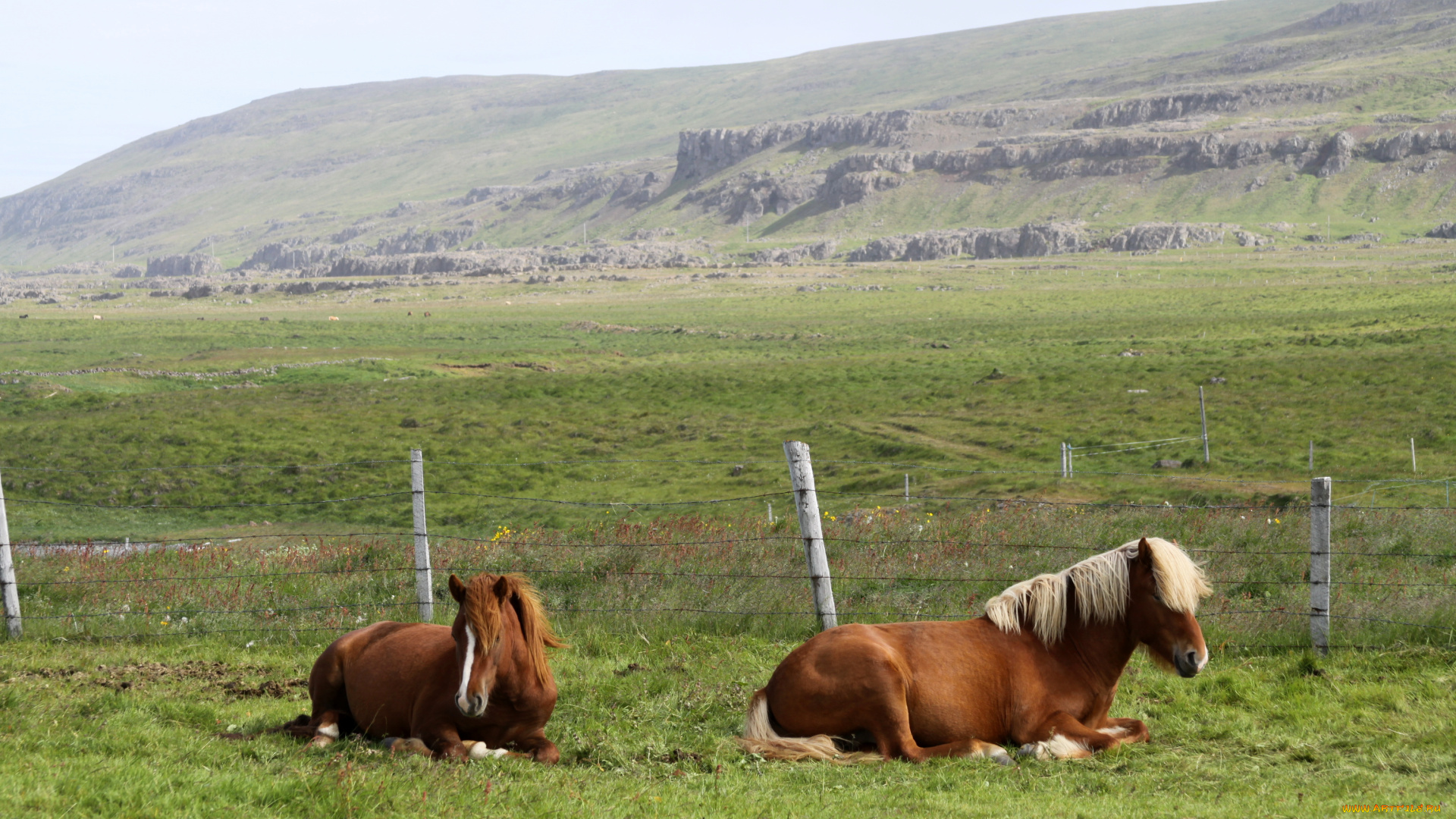 животные, лошади, кони, трава, природа