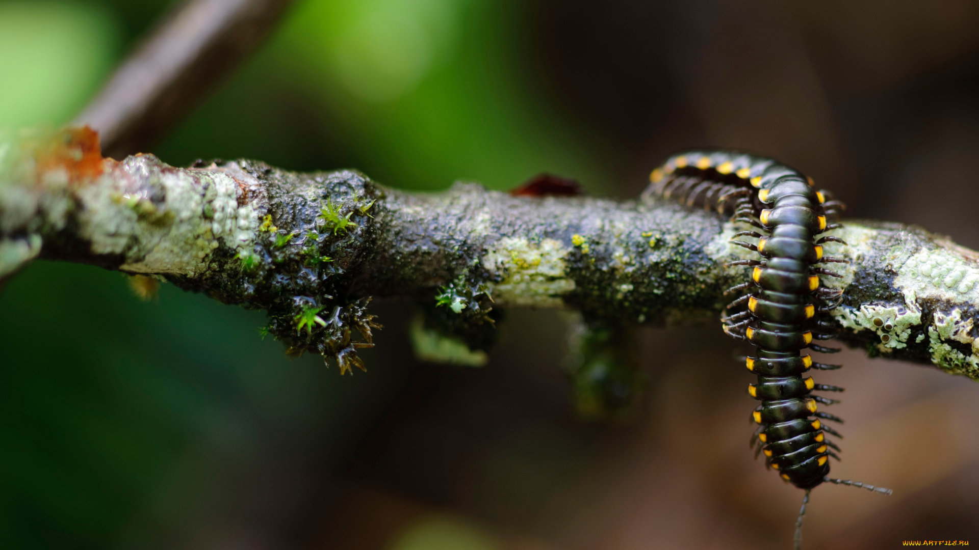 животные, насекомые, ветка, сороконожка, многоножка, centipede