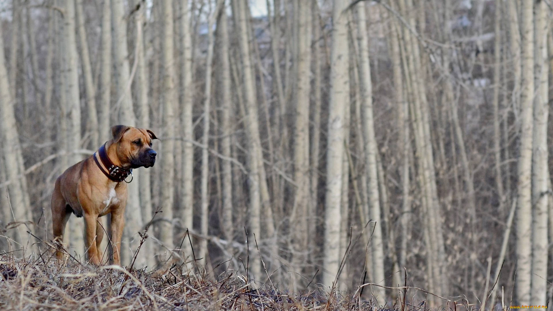 животные, собаки, весна, лес, собака
