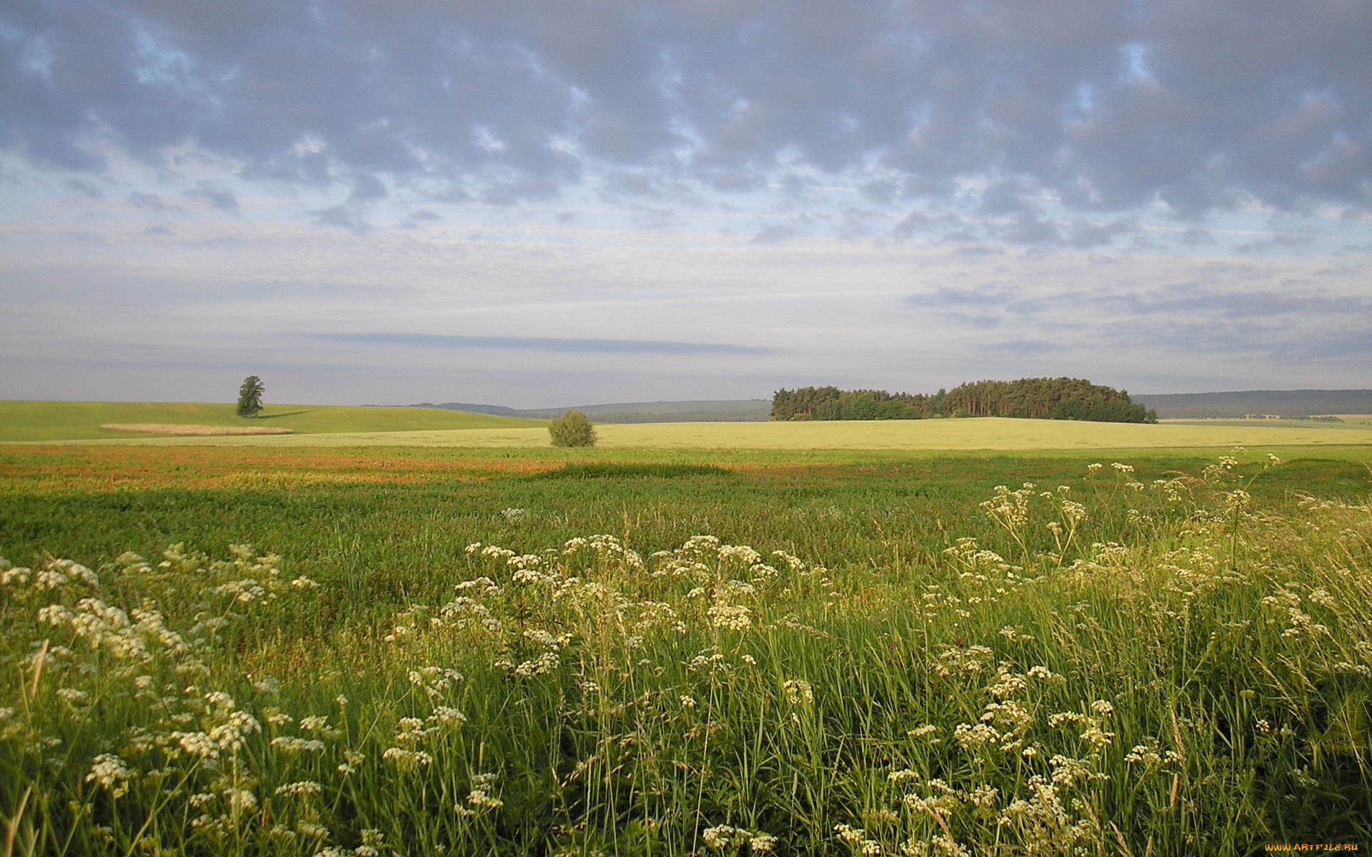 природа, луга, деревья
