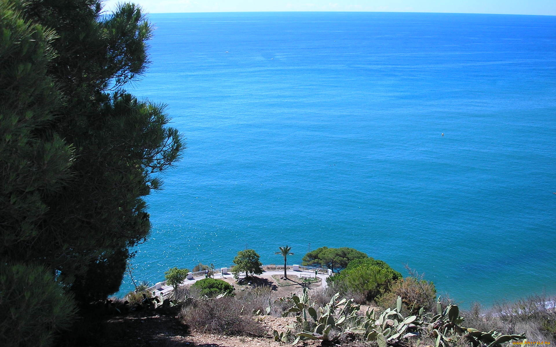 природа, побережье, море, дерево, кактусы