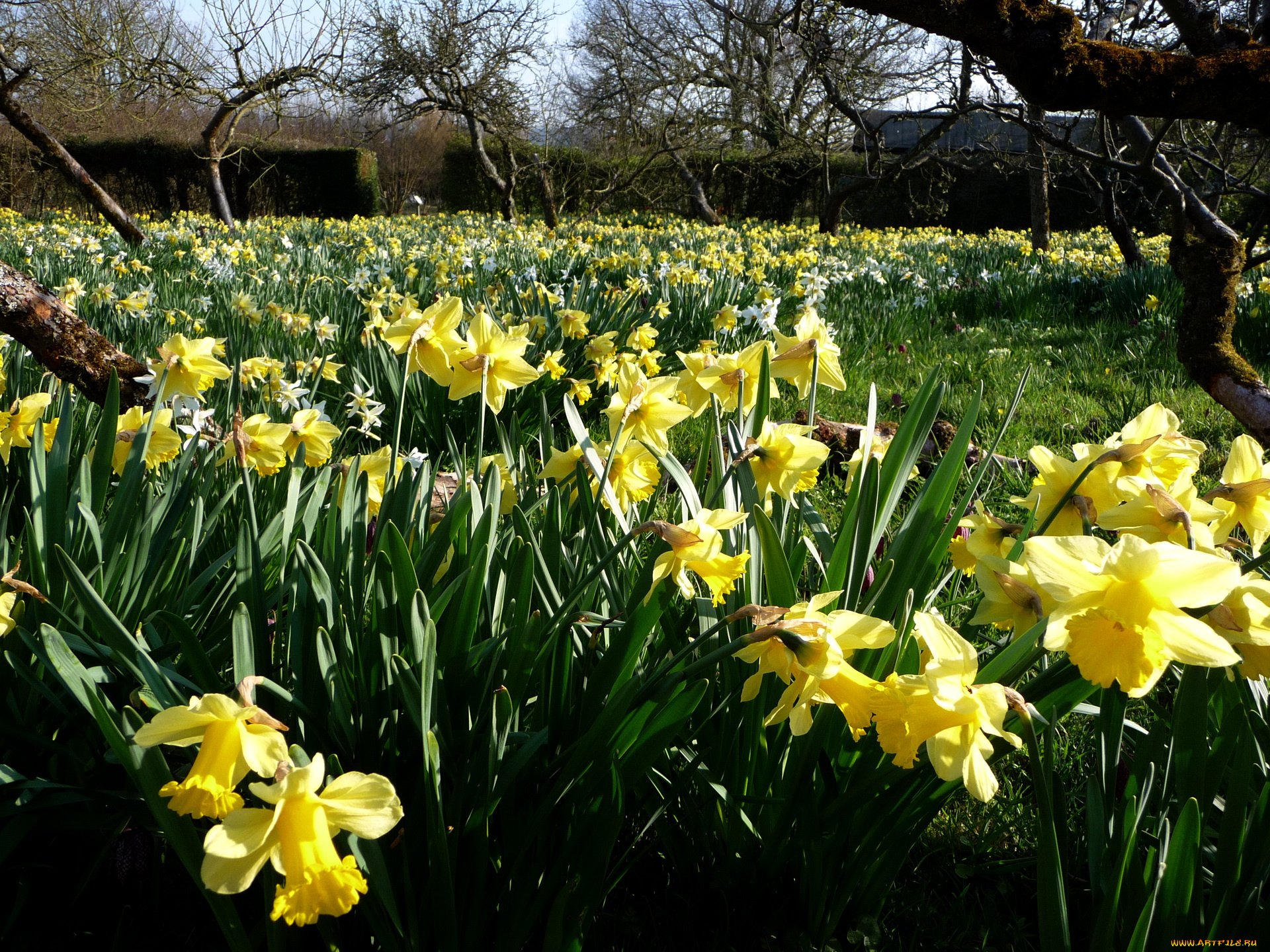 цветы, нарциссы