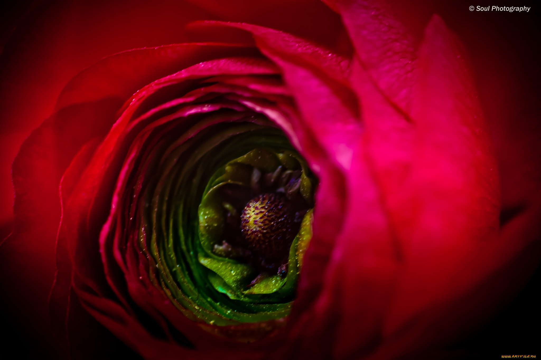 цветы, ранункулюс, азиатский, лютик, весна, обои, макро