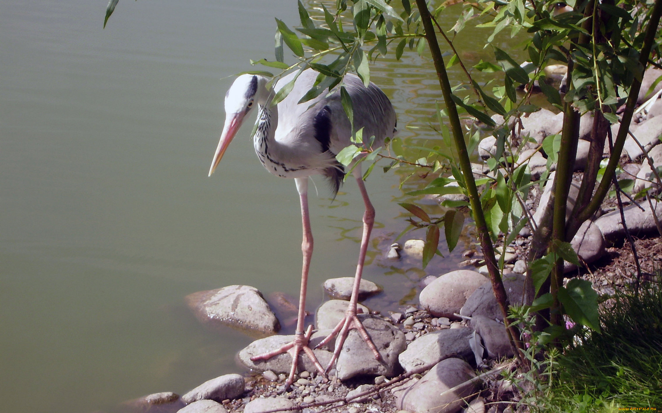 роев, ручей, животные, цапли, зоопарк, камни, пруд