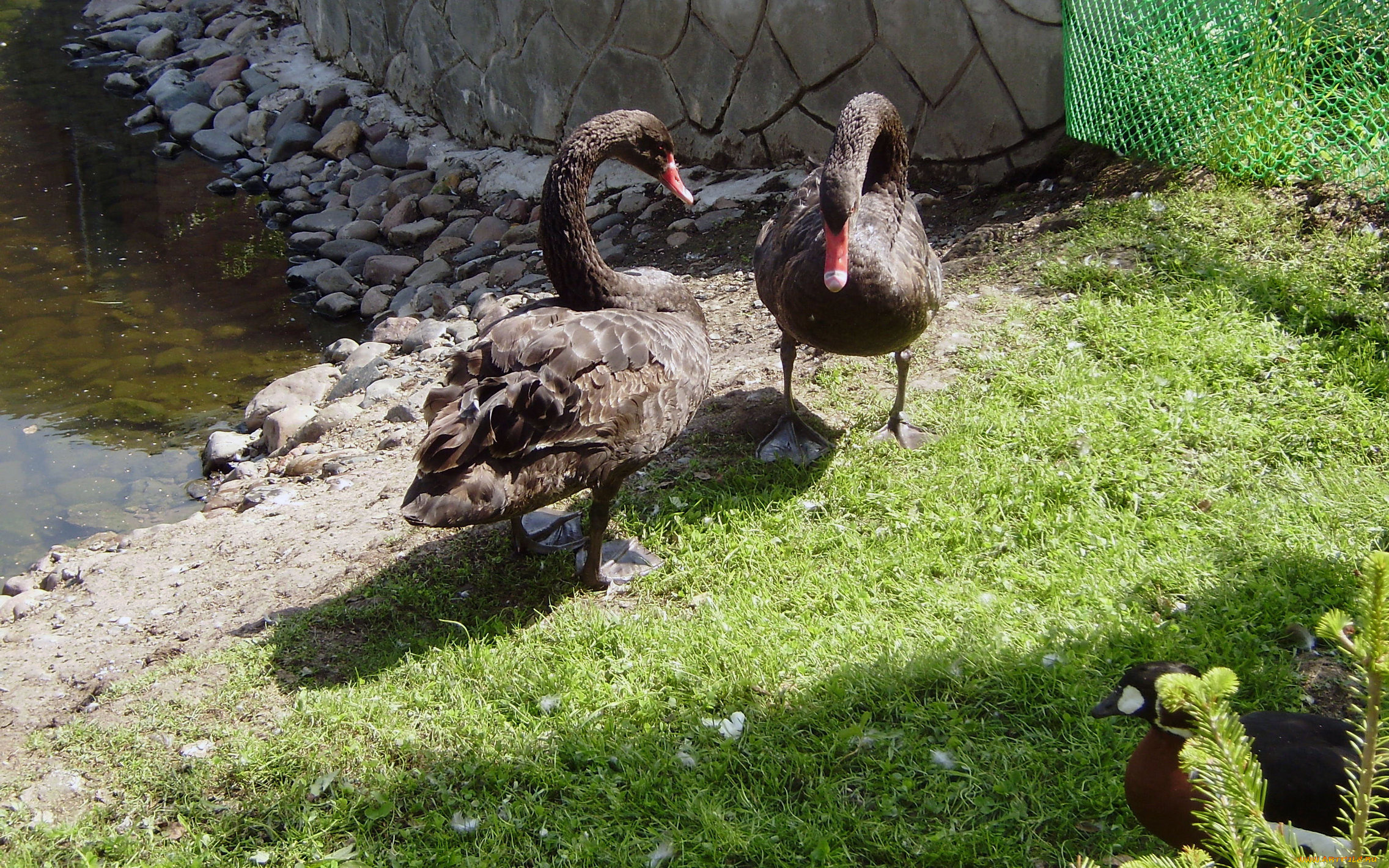 роев, ручей, животные, лебеди, зоопарк, трава, чёрные