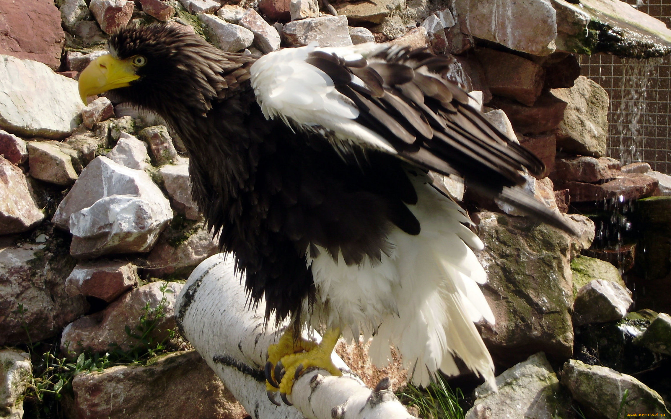 роев, ручей, животные, птицы, хищники, орлан, зоопарк