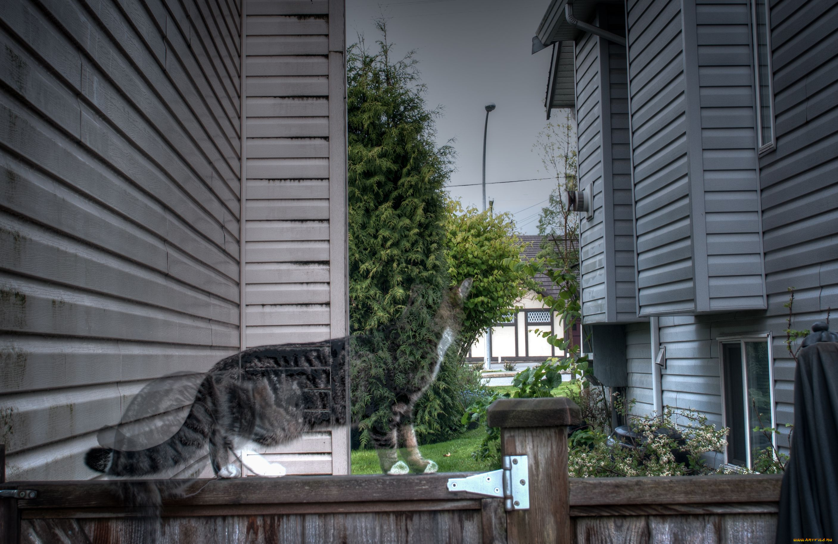 разное, компьютерный, дизайн, кошка