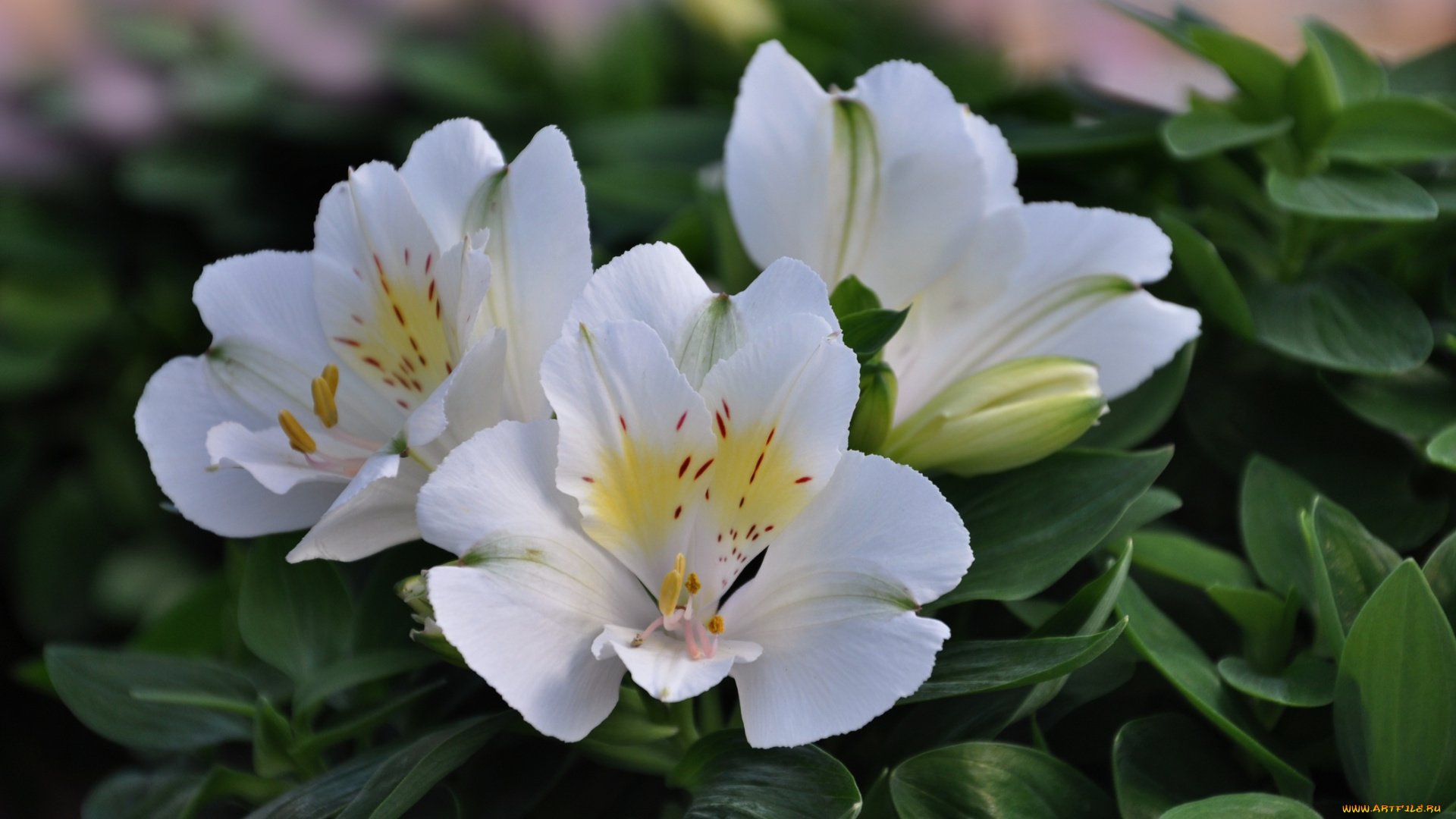 цветы, альстромерия