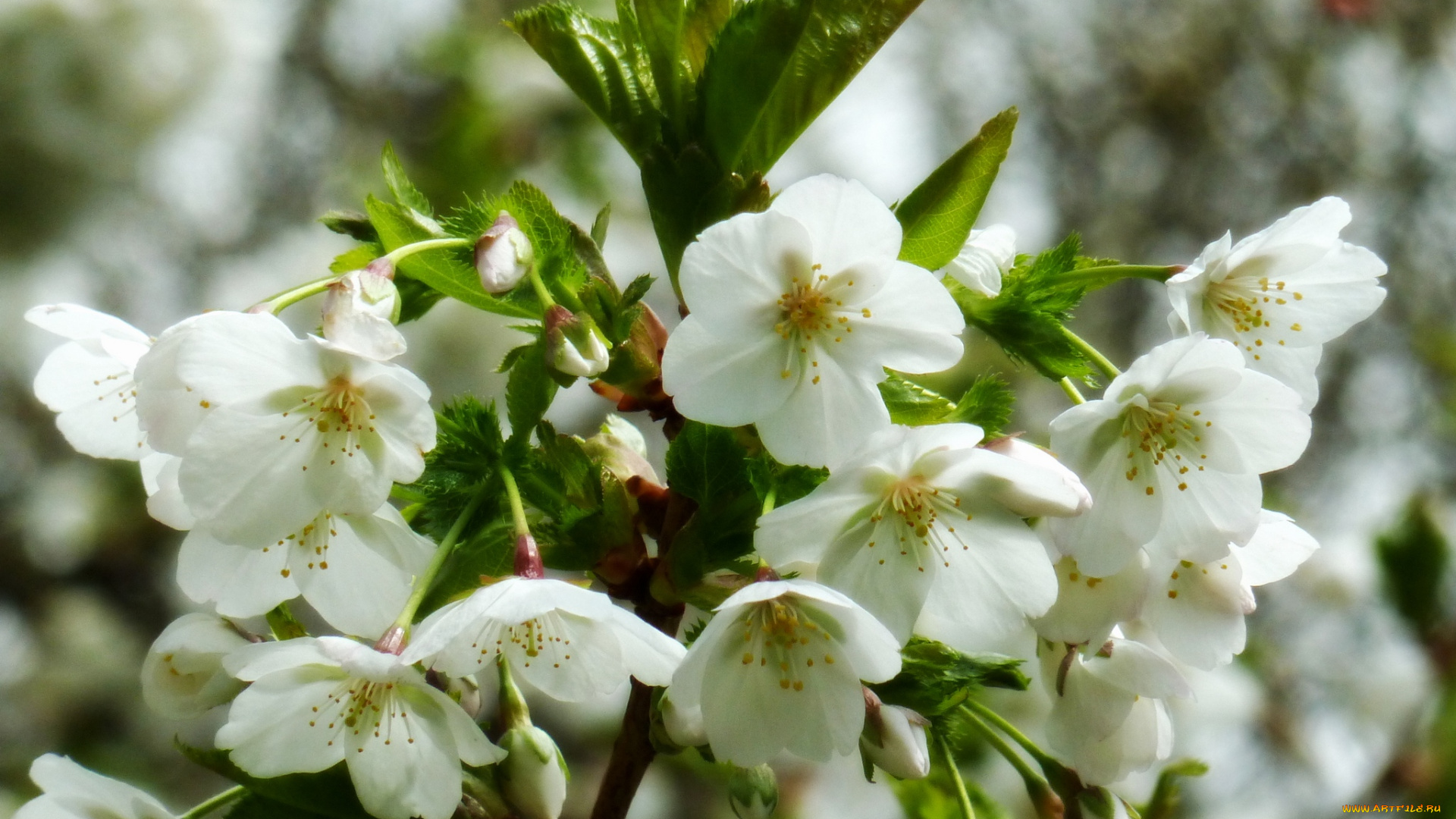 цветы, цветущие, деревья, , , кустарники, дерево, листья, цветение