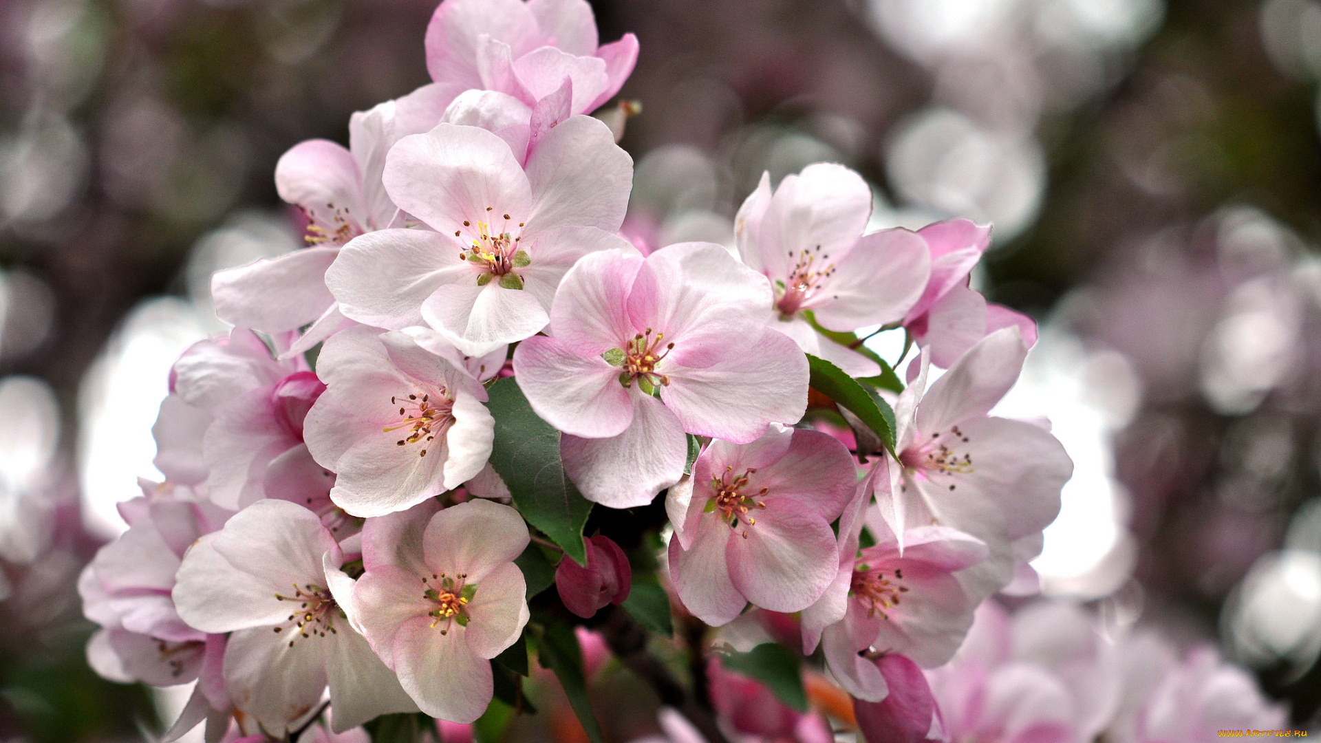 цветы, цветущие, деревья, , , кустарники, весна